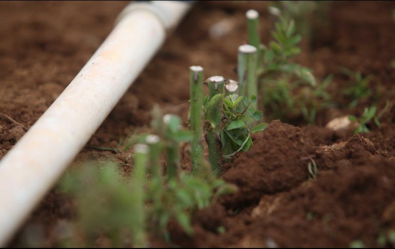 El incremento del valor de producción combina la productividad, rentabilidad y sustentabilidad. ESPECIAL / SEDER