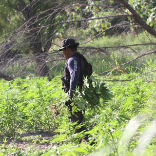 Destruyen plantío de mariguana en Mascota