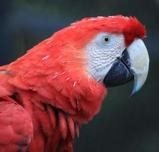 Despues De 50 Anos Nace La Primera Guacamaya Roja En Los Tuxtlas El Informador Noticias De Jalisco Mexico Deportes Entretenimiento