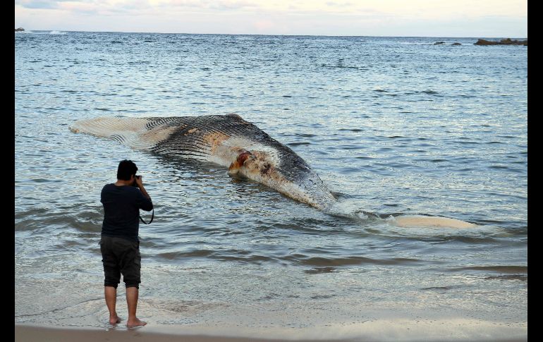 Un hombre toma fotos de los restos de una ballena en la playa Wattamola en Sídney, Australia. AFP/S. Khan