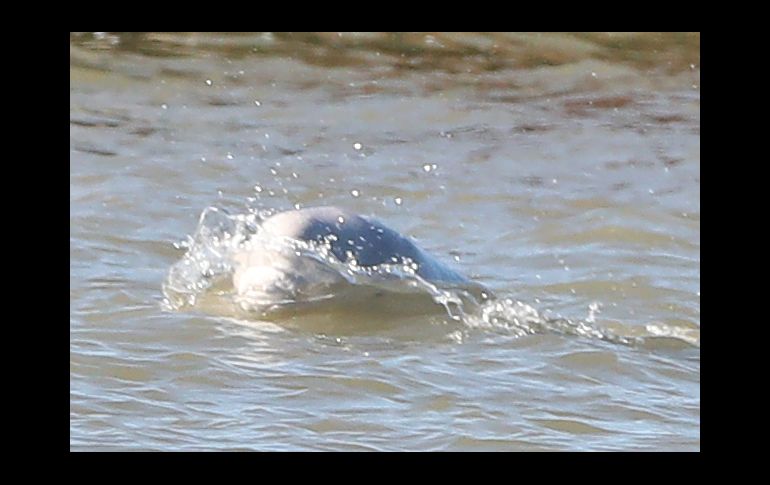 Se espera que la beluga encontrará su rumbo a mar abierto por su propia cuenta.