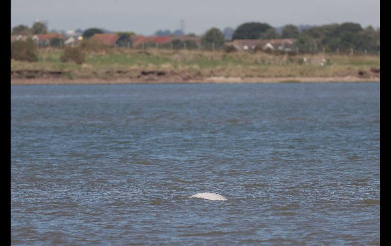 El cetáceo se ve este miércoles en la zona de Gravesend, a unos 45 kilómetros al este de la capital británica.
