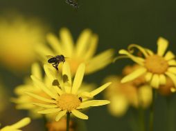 Expertos afirman que las abejas, que por millones de años han habitado la Tierra, se dividen en 20 mil especies y en diferentes tipos. EFE / ARCHIVO