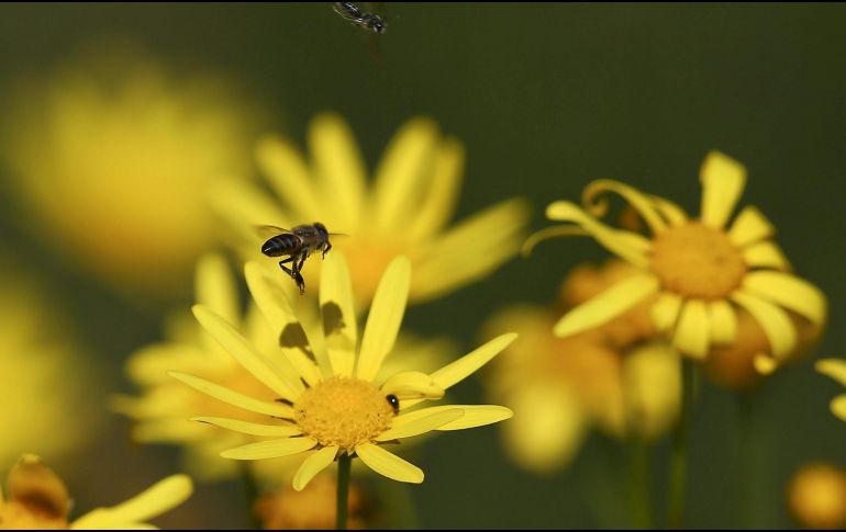 Expertos afirman que las abejas, que por millones de años han habitado la Tierra, se dividen en 20 mil especies y en diferentes tipos. EFE / ARCHIVO