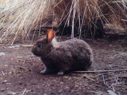 La subcoordinadora del Conabio de la UNAM, Esther Quintero Rivero, indica que cada vez tenemos menos hábitat para la especie, porque se está destruyendo para meter cultivos, sobre todo papa, lo que genera una cascada de consecuencias. NTX / ARCHIVO