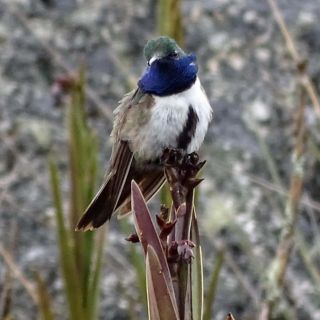 Descubren una nueva especie de colibrí en Ecuador