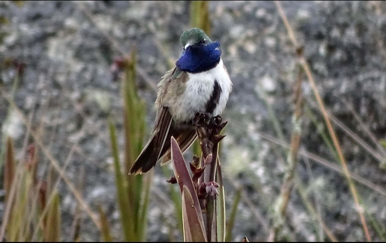 Hacía 30 años que Ecuador no registraba un nuevo descubrimiento de colibrí. TWITTER/@AukJournal