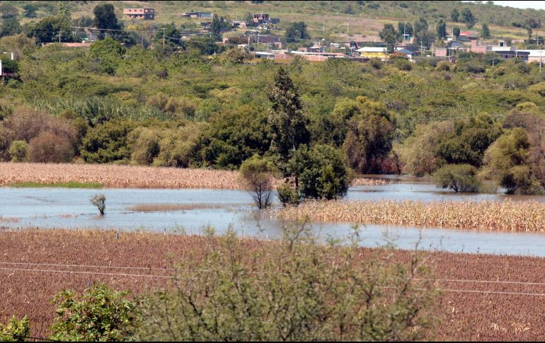 El temporal beneficia a la mayoría del campo de Jalisco, pese a daños por inundaciones, sequía y granizo. EL INFORMADOR / ARCHIVO