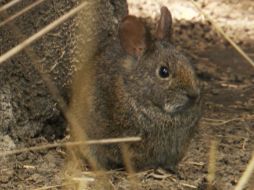 De acuerdo con el comunicado del organismo, no se puede confirmar la presencia ni declarar extinta a la especie en el Nevado de Toluca, pues se requieren más de 50 años de ausencia para hacer una declaración formal. TWITTER / @CONANP_mx