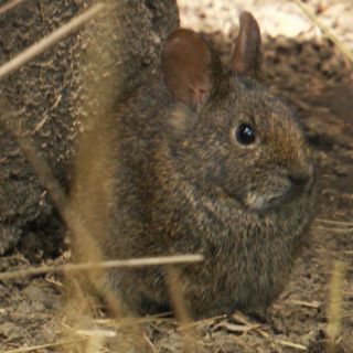 Autoridad federal niega extinción del conejo teporingo