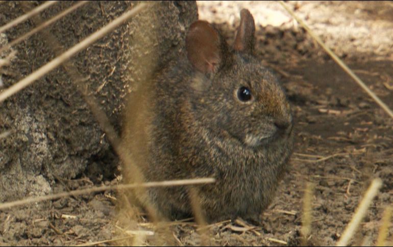 De acuerdo con el comunicado del organismo, no se puede confirmar la presencia ni declarar extinta a la especie en el Nevado de Toluca, pues se requieren más de 50 años de ausencia para hacer una declaración formal. TWITTER / @CONANP_mx