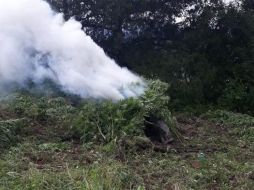Estiman que la altura de las plantas era de dos metros y medio. ESPECIAL/FISCALÍA