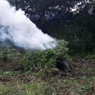 Destruyen 90 mil plantas de mariguana en Mixtlán