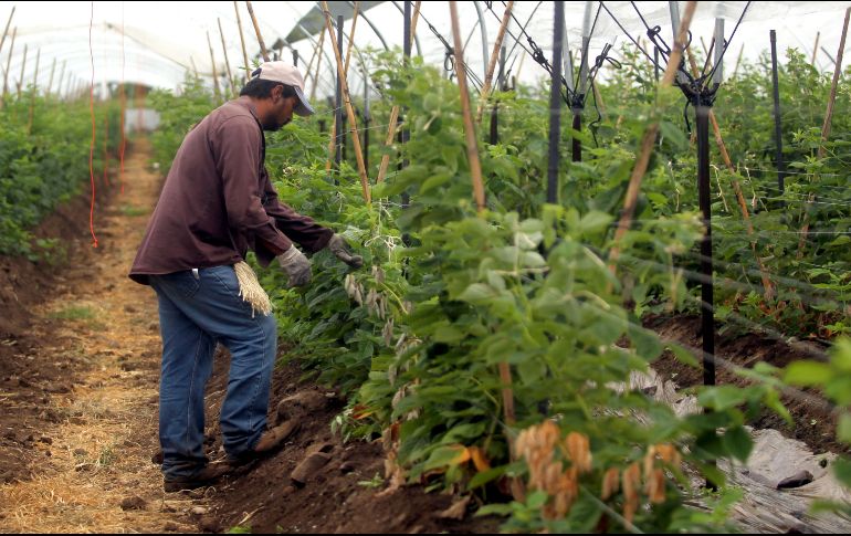 En el año 2012 se contaba en Jalisco con dos mil 128 hectáreas de estos cultivos y para 2017 se cerró con seis mil 418 hectáreas sembradas de berries. EL INFORMADOR/ ARCHIVO