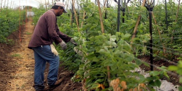 Exportaciones de berries se extienden en territorio ruso y exsovi&eacute;tico