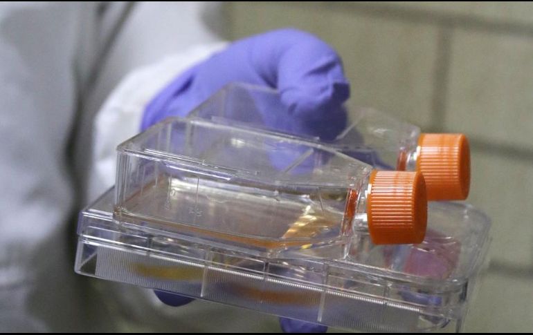 El especialista agregó que utilizan anticuerpos en células de mamífero de un modelo celular denominado CHO (Chinese Hamster Ovary), que se encarga de producir el anticuerpo. TWITTER / @IPN_MX