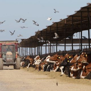 Canadá importará más leche, huevos y pollo de EU tras acuerdo comercial
