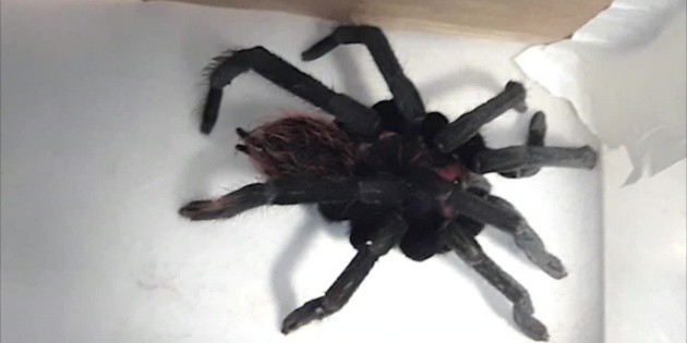 Decomisan 23 tar&aacute;ntulas en Colombia