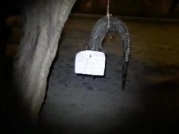 Hasta hace unas semanas, un cocodrilo habría mordido a  una turista en el municipio de Puerto Vallarta. TWITTER/ @NotiGDL