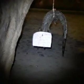 Localizan cocodrilo con huellas de violencia en Vallarta