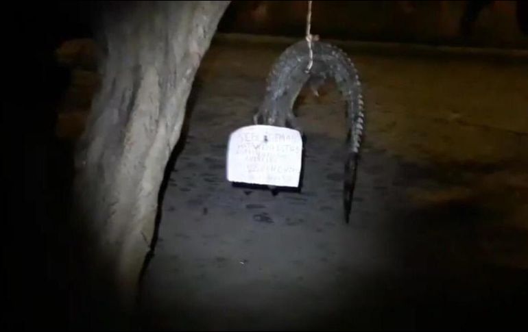 Hasta hace unas semanas, un cocodrilo habría mordido a  una turista en el municipio de Puerto Vallarta. TWITTER/ @NotiGDL