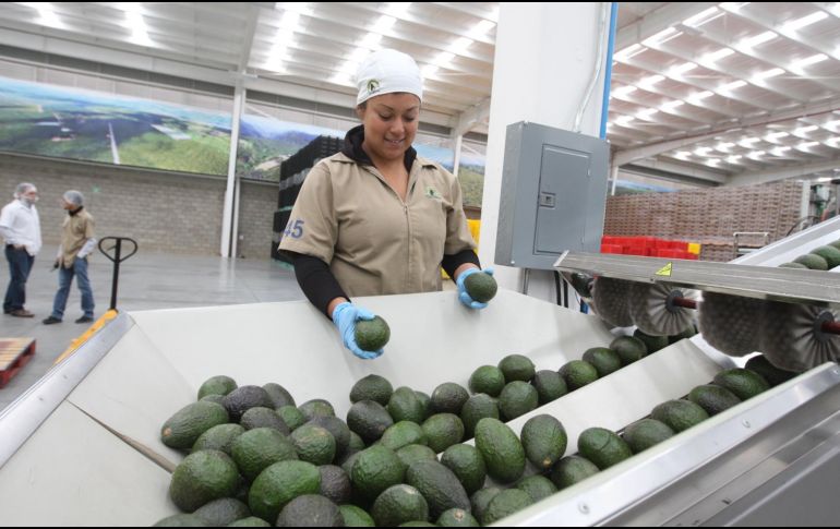 El aguacate es uno de los productos que Jalisco comercializa en Estados Unidos. EL INFORMADOR/Archivo