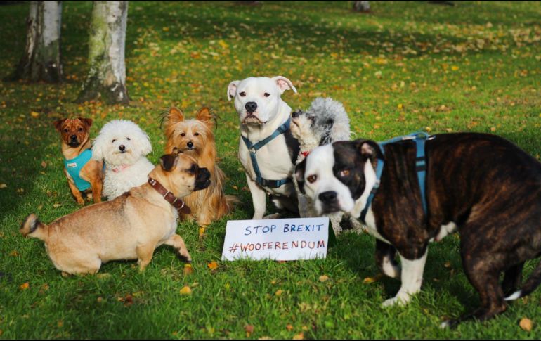 Señalan que el Brexit será desastroso para los animales de compañía, debido al alza en precio de cuidados, alimentos, o final de pasaporte europeo que les permite viajar con sus dueños por el continente. TWITTER / @wooferendum