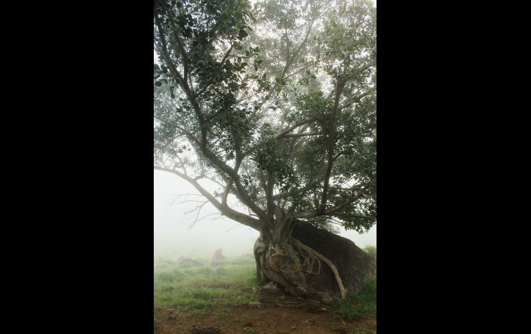 Árbol de corazón. Prueba de que la naturaleza se abre paso, convive y es latente. Tras tomar esta foto descubrimos su hermosa ramificación en la piedra, de ahí el nombre.