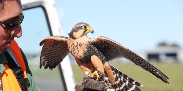 Aves rapaces, medida de seguridad en aeropuerto uruguayo