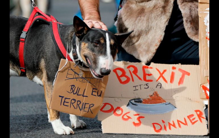 Dueños de perros y sus mascotas marcharon en Londres en demanda de una consulta sobre el 