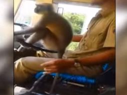 Un mono al volante de un autobús se vuelve viral