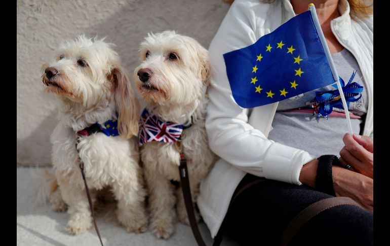 Perros y sus dueños se reúnen previo a una manifestación en Londres, Reino Unido.