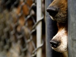 La situación se hizo evidente el 4 de enero, cuando ciudadanos alertaron sobre irregularidades en un presunto refugio de animales ubicado en la colonia Mayorazgo de la capital. AP / ARCHIVO
