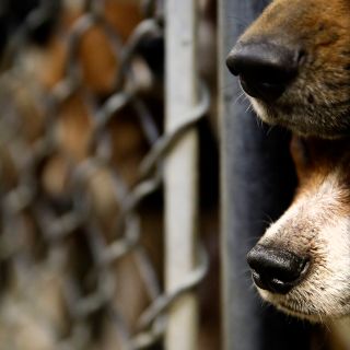 Rescatan a 12 perros de un falso refugio en Puebla