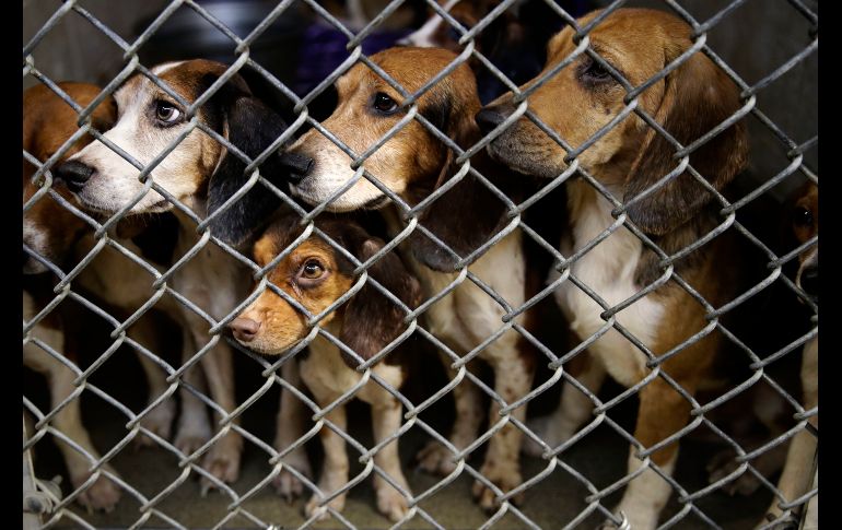 Perros rescatados se ven en una jaula en un refugio de Lehigh County Humane Society en Allentown, Estados Unidos. Un total de 71 perros de raza beagle fueron rescatados de una casa donde estaban hacinados en esta ciudad.