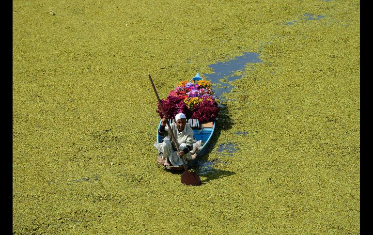 Un vendedor de flores se traslada por el río Dal en Srinagar, India. AFP/S. Hussain