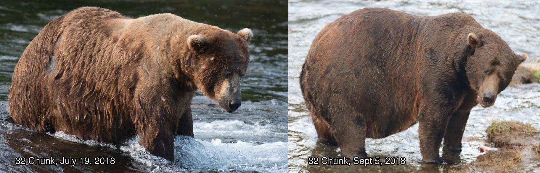 Captan sorprendente aumento de peso de osos en Alaska El Informador