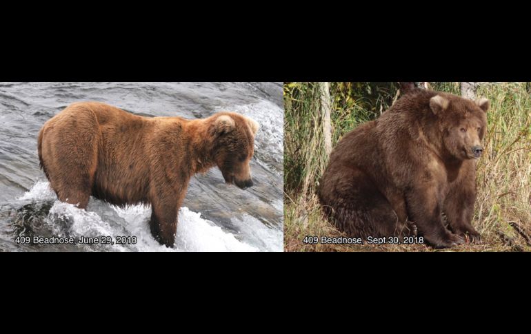 Cámaras en el Parque y Reserva Nacional Katmai siguen a los osos, identificados con números. FACEBOOK@KatmaiNPP