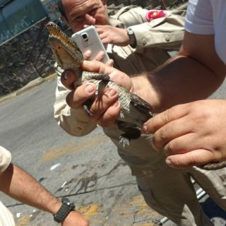 Localizan cocodrilo en alcantarilla de Guadalajara