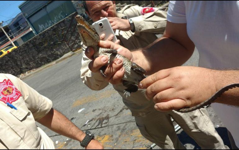 La cría de cocodrilo es rescatada de la boca de tormenta por elementos de seguridad. ESPECIAL/ Bomberos de Guadalajara