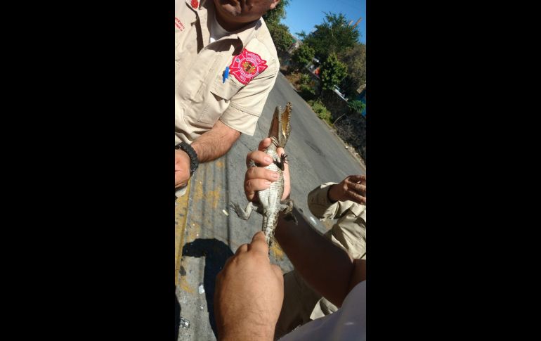 ESPECIAL/ Bomberos de Guadalajara