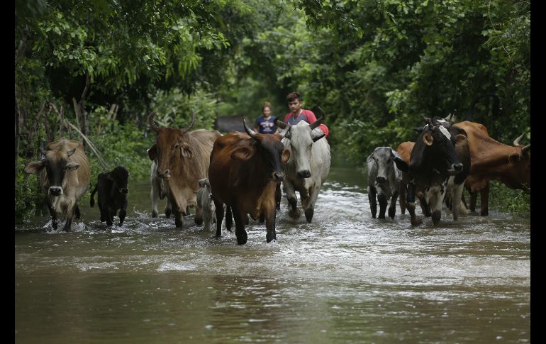 Un hombre conduce su ganado por una inundación en el cantón El Brazo,  El Salvador. La cifra de muertos a causa de las fuertes lluvias que afectan a El Salvador desde el pasado viernes se elevó a cuatro. EFE/R. Sura