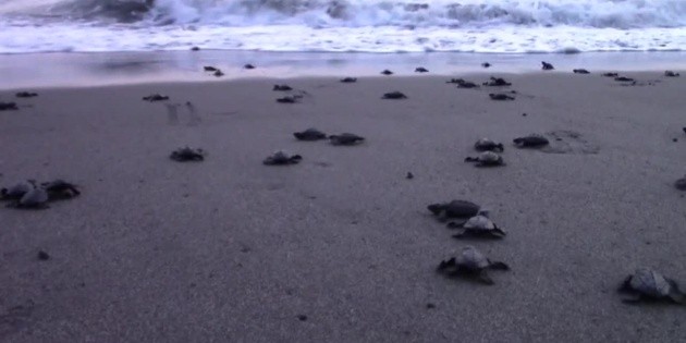 Tortugas llegan a Chiapas bajo la protecci&oacute;n de habitantes