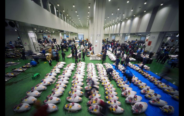 El nuevo mercado de pescado de Toyosu se estrenó hoy con las primeras subastas, dos días antes de la apertura al público.