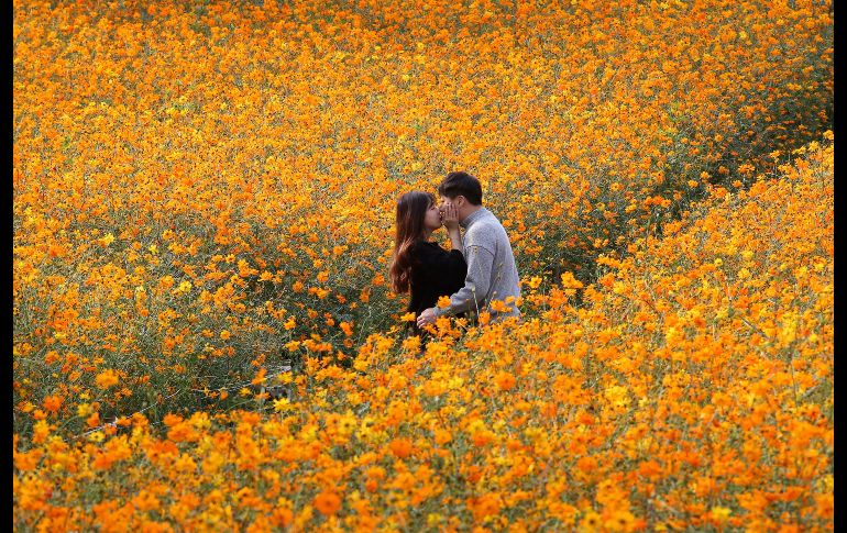 Una pareja se besa en un campo de flores en el Parque Olímpico de Seúl, Corea del Sur. AP/Ahn Y.