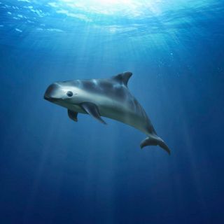 Científicos avistan a seis vaquitas marinas en el Golfo de California