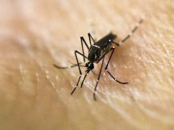 En el caso de la ZMG, el clima es especialmente propicio para el mosquito Aedes Aegypti, por lo que la prevención no se debe realizar solo durante el temporal de lluvias, sino todo el año. AFP / ARCHIVO