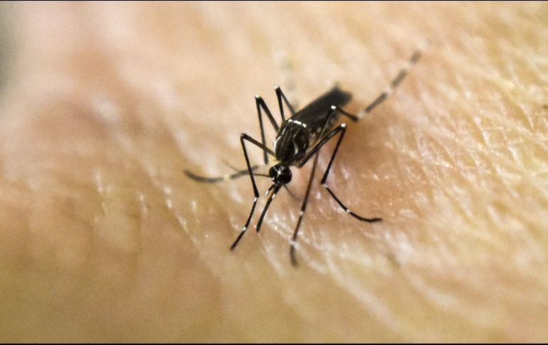 En el caso de la ZMG, el clima es especialmente propicio para el mosquito Aedes Aegypti, por lo que la prevención no se debe realizar solo durante el temporal de lluvias, sino todo el año. AFP / ARCHIVO