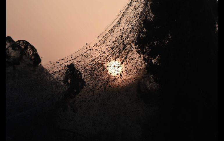 La abundancia de mosquitos y moscas de arena en la zona han servido como banquete para las arañas.