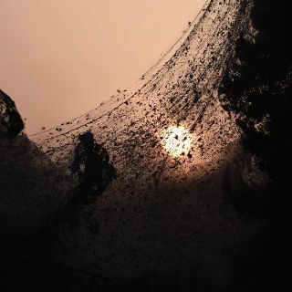 Telaraña gigante cubre 10 mil metros cuadrados en una playa griega
